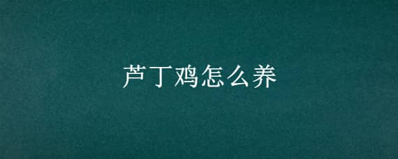 芦丁鸡怎么养_养鸡人必看（养芦丁鸡需要注意什么）