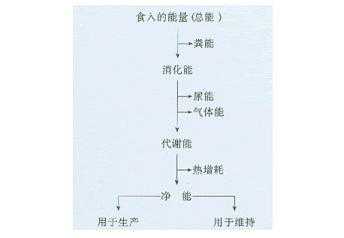 猪硒和/或维生素A、B、E（猪肝有硒元素吗）