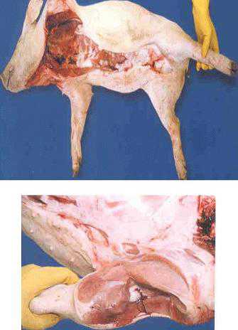 猪尸体解剖诊断方式检查猪病 猪病解剖器官的鉴别