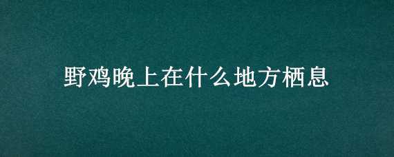 野鸡晚上在什么地方栖息（冬天晚上野鸡睡在什么地方）