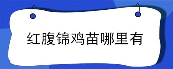 红腹锦鸡苗哪里有（红腹锦鸡苗图片）