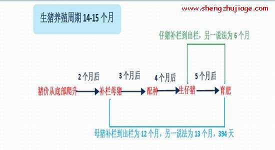 能繁母猪存栏决定生猪长期供应 生猪与能繁母猪存栏量