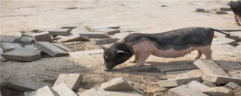 非洲猪瘟发烧几天死亡（非洲猪瘟发高烧还是低烧）