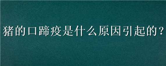 猪的口蹄疫是什么原因引起的（猪的口蹄疫是怎么回事）