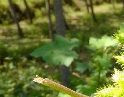 苍耳子的功效与作用及药用价值 苍耳子的功效与作用及药用价值禁忌