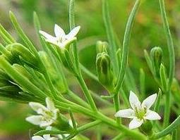 中药百蕊草的功效与作用 中草药百蕊草的功效与作用