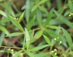 粟米草的功效与作用（粟米草的食用方法）