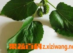 桑叶的食用方法和功效作用 桑叶的作用与功效及其食用方法