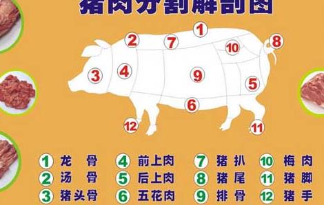 猪肉分割解剖图