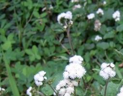 白花藿香蓟的功效与作用（白花藿香蓟怎样食用）