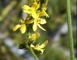 仙鹤草图片 仙鹤草图片功效与作用