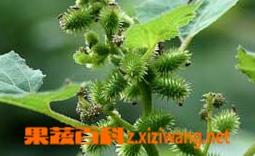 中药苍耳子的功效与作用 中药苍耳子的功效与作用及禁忌症