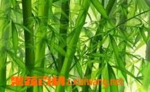 竹叶煮水的功效与作用（羚羊角竹叶煮水的功效与作用）