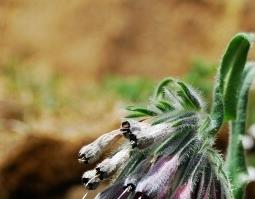 中药紫草性味归经 紫草茸性味归经