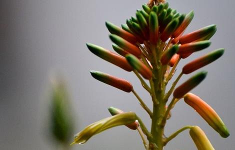 芦荟花的功效与禁忌以及使用方法（芦荟花的功效与禁忌以及使用方法图片）