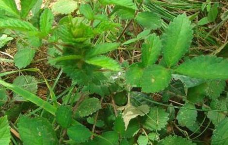 仙鹤草泡水喝的功效（仙鹤草泡水喝的功效视频）