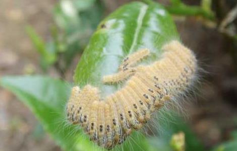 茶毛虫防治方法