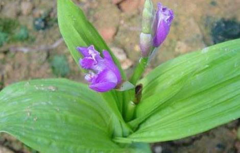 哪里有白芨种苗出售（白芨种苗价格多少一株）