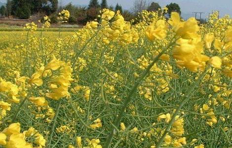 油花菜常见病害及防治 油菜花病虫害防治