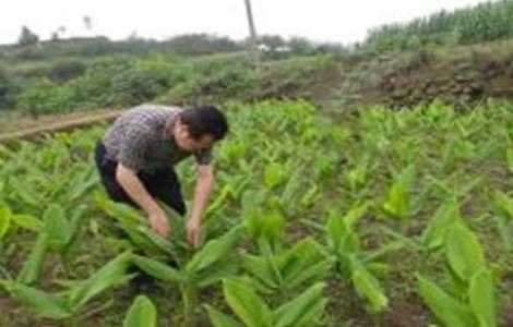 姜黄的种植方法