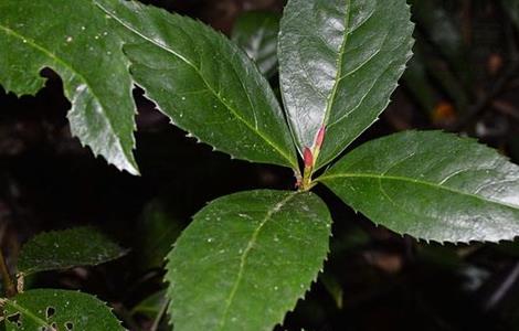 肿节风的种植技术（肿节风种植效益）