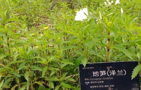 泽兰的种植技术 泽兰种植方法