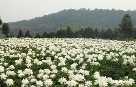 白芍的种植前景（白芍的种植前景怎么样）