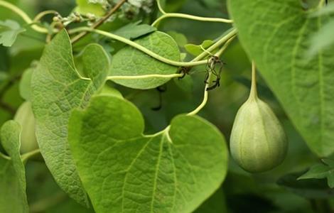 马兜铃怎么种（植物马兜铃）