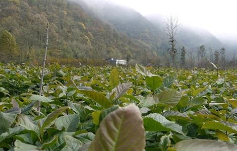 辛夷种植的注意事项（辛夷种植的注意事项有哪些）