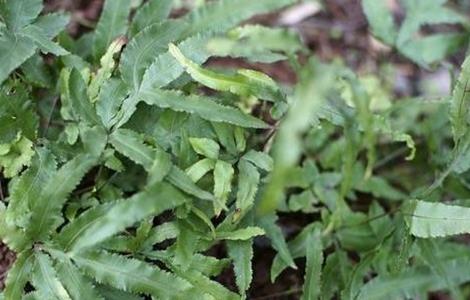 凤尾草栽培技术 凤尾草的种植方法