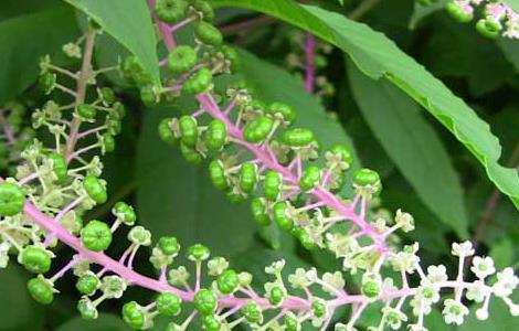 商陆的种植技术 商陆种植基地