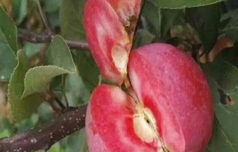 红肉苹果的栽培技术 红肉苹果怎么种植技术