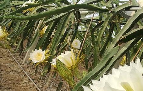 霸王花如何种植（霸王花如何种植方法）