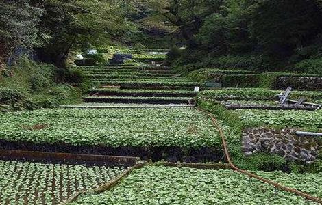 山葵种植注意事项