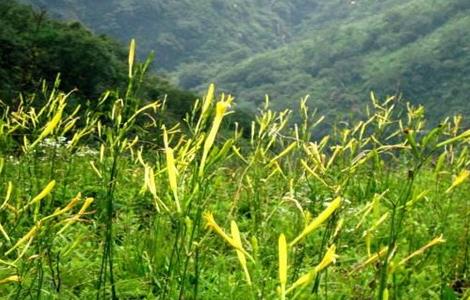 黄花菜生长环境 黄花菜种植环境