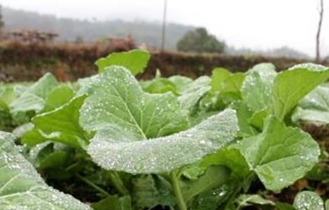 油菜冬季管理技术 油菜冬季管理技术要点