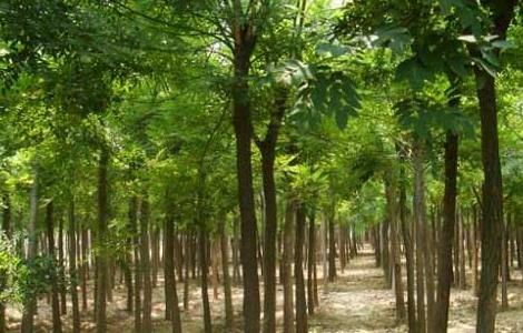 国槐的种植技术 国槐的种植技术和管理