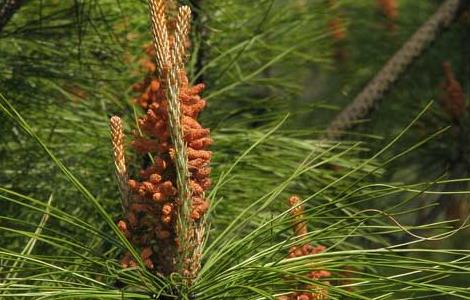 马尾松种植技术 马尾松种植方法