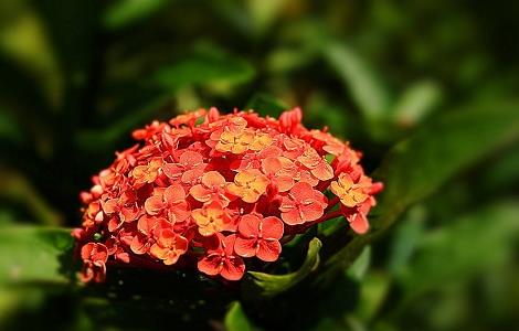 龙船花冬季养殖方法（龙船花冬天怎么养殖）