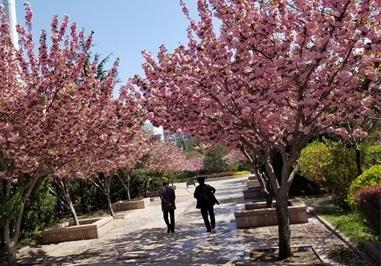 淮安适合养什么花，市花和市树是什么