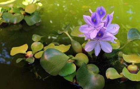 几种常见的水生挺水植物（水生植物挺水植物）