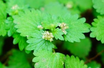 毛花点草 毛花点草图片