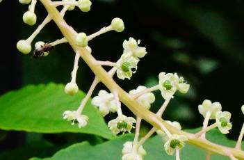 商陆科（商陆科植物）