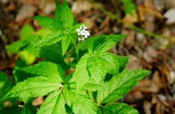 白花碎米荠（三叶委陵菜）