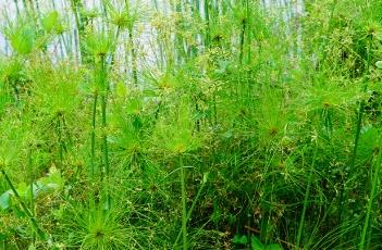 纸莎草 纸莎草味道