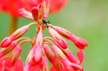 胭脂花 胭脂花代表什么意思?花的寓意?