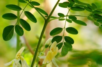 辣木科（辣木科moringa hildebrandtii）