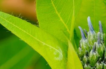 水甘草（水甘草图片）