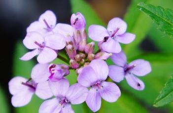 紫花碎米荠 紫花碎米荠泡水