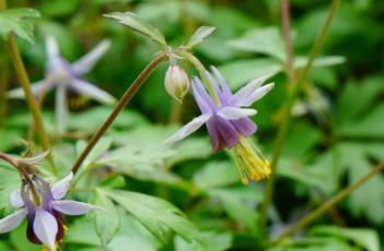 紫花耧斗菜